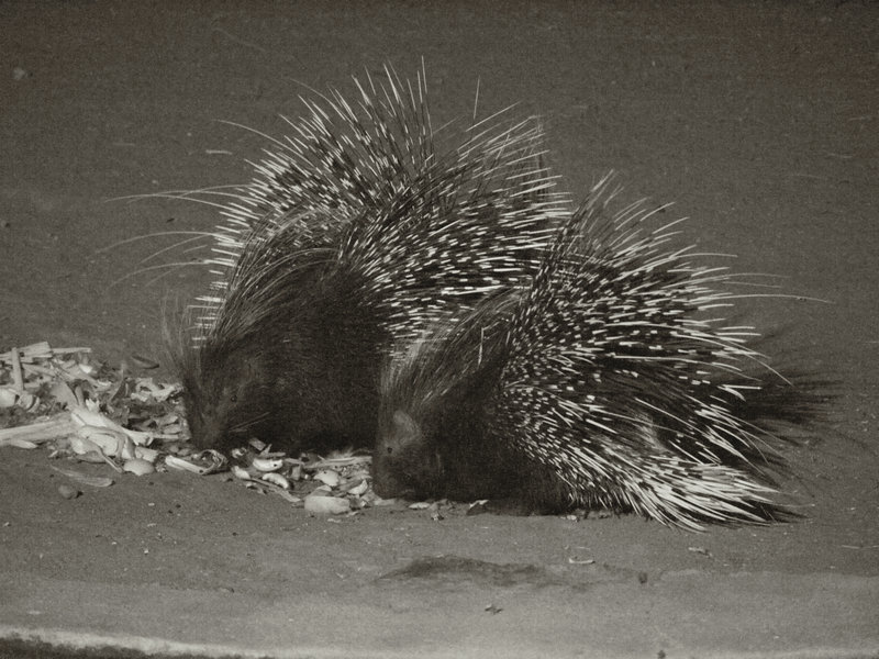 Okonjima, Porcupine